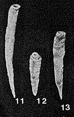 Hyperammina elegantissima Plummer, 1945 Hyperammina elegantissima Plummer, 1945