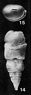 Hyperamminella elegans Cushman & Waters, 1928 Hyperamminella elegans Cushman & Waters, 1928