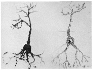 Notodendrodes antarctikos DeLaca, Lipps & Hessler, 1980
