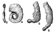 Psammonyx vulcanicus Döderlein, 1892