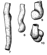 Hyperbathoides schwalmi Ireland, 1966