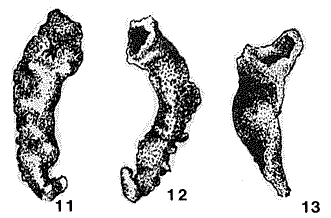 Serpenulina uralica Chernykh, 1967 Serpenulina uralica Chernykh, 1967