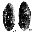 Agathamminoides gracilis Vangerow, 1964