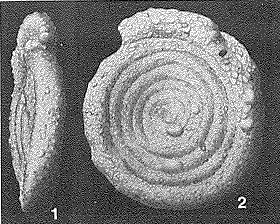 Involutina silicea Terquem, 1862