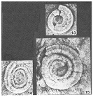 Spirosolenites spiralis Glaessner, 1979