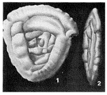 Glomospirella umbilicata (Cushman & Waters, 1927)