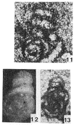 Rectoglomospira senecta Trifonova, 1978