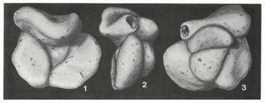 Ammoflintina trihedra Earland, 1934, author: Loeblich & Tappan, 1987