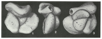 Ammoflintina trihedra Earland, 1934