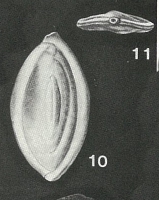 Spirosigmoilinella compressa Matsunaga, 1955