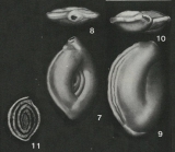 Silicina epigona Rzehak, 1895