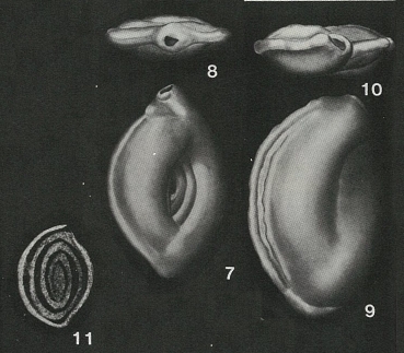 Silicina epigona Rzehak, 1895 Silicina epigona Rzehak, 1895