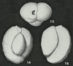 Miliammina circularis Heron-Allen & Earland, 1930