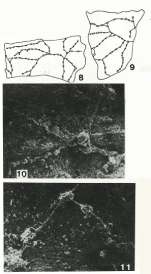 Telammina fragilis Gooday & Haynes, 1983