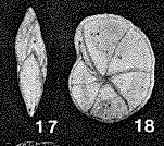 Asanospira teshioensis (Asano, 1950)
