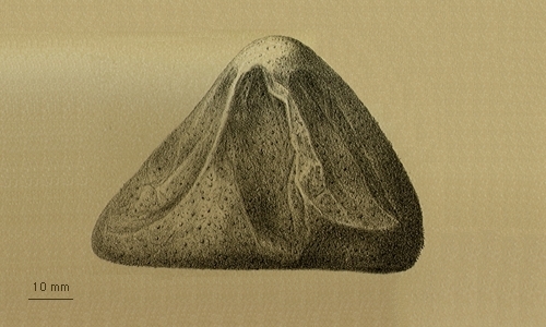 Pilematechinus vesica