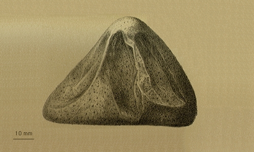 Pilematechinus vesica Pilematechinus vesica