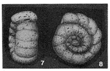 Haplophragmoides veleronis Cushman & McCulloch, 1939