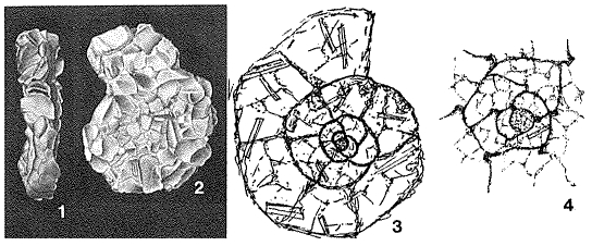 Discammina fallax Lacroix, 1932 Discammina fallax Lacroix, 1932