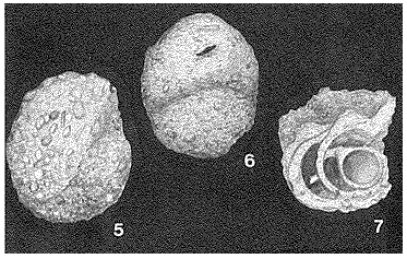 Canepaia brasiliensis Boltovskoy, 1961