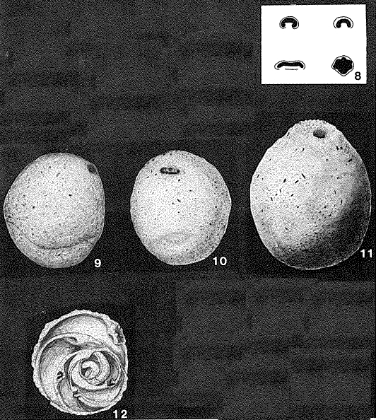 Sphaerammina ovalis Cushman, 1910 Sphaerammina ovalis Cushman, 1910