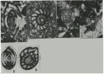 Nummofallotia apula Luperto Sinni, 1969