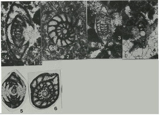 Nummofallotia apula Luperto Sinni, 1969
