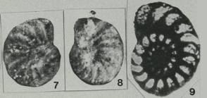 Freixialina planispiralis Ramalho, 1969