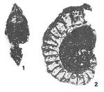 Deuterospira pseudodaxia Hamaoui, 1965