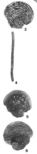 Flabellocyclolina laevigata Gendrot, 1964