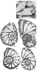 Phenacophragma assurgens Applin, Loeblich & Tappan, 1950