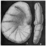 Phenacophragma assurgens Applin, Loeblich & Tappan, 1950