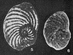 Chromista - Foraminifera (foraminifers)