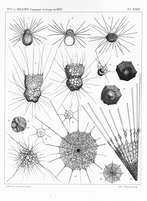 Meunier (1910, pl. 22) Meunier (1910, pl. 22)