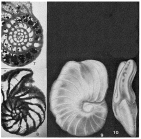Stomatostoecha plummerae Applin, Loeblich & Tappan, 1950