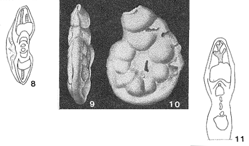 Discamminoides tobleri Brönnimann, 1951