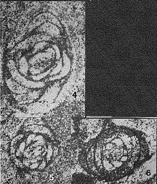 Gandinella apenninica Ciarapica & Zaninetti, 1985 Gandinella apenninica Ciarapica & Zaninetti, 1985