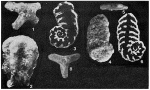 Ammopalmula infrajurensis (Terquem, 1870)