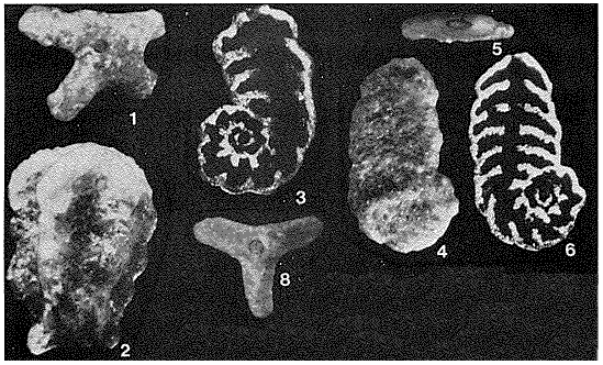 Ammopalmula infrajurensis (Terquem, 1870) Ammopalmula infrajurensis (Terquem, 1870)