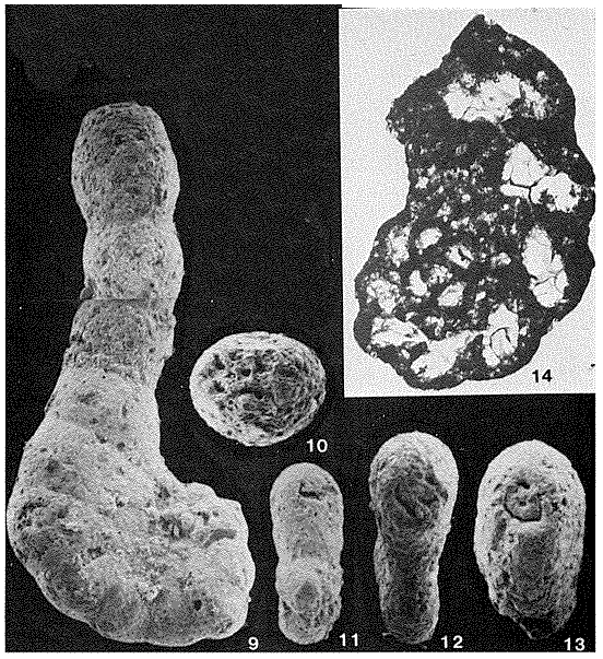 Kolchidina paleocenica (Cushman, 1947)