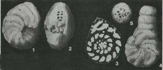 Lituola nautiloidea (Lamarck, 1804)