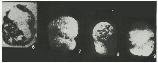 Bulbobuccicrenata aegyptica Kerdany & Eissa, 1973 Bulbobuccicrenata aegyptica Kerdany & Eissa, 1973