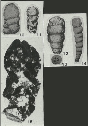 Atactolituola subgoodlandensis (Vanderpool, 1933)