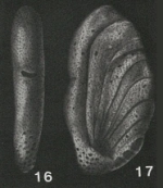 Ammoastuta salsa Cushman & Brönnimann, 1948