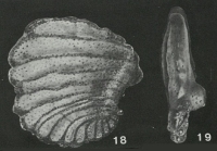 Praeammoastuta alberdingi Bursch, 1952