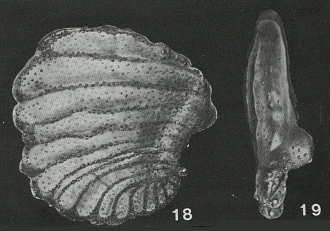 Praeammoastuta alberdingi Bursch, 1952
