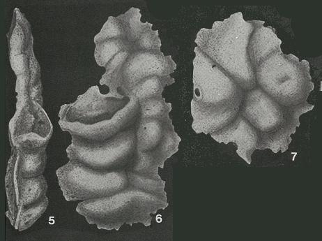 Ammocibicides proteus Earland, 1934