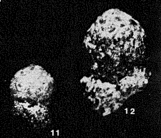 Saccamminoides carpathicus Geroch, 1955