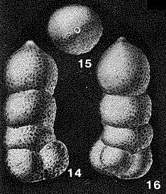 Bulbobaculites lueckei (Cushman & Hedberg, 1941) Bulbobaculites lueckei (Cushman & Hedberg, 1941)