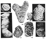 Labyrinthidoma dumptonensis Adams, Knight & Hodgkinson, 1973